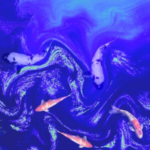 Koi
